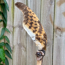 Load image into Gallery viewer, Barn Owl Wing with Amethyst &amp; Citrine Cluster on Driftwood Smudge Wand