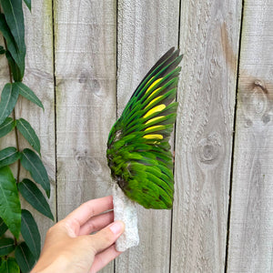 Rainbow Lorikeet Wing on White Coral Smudge Wand