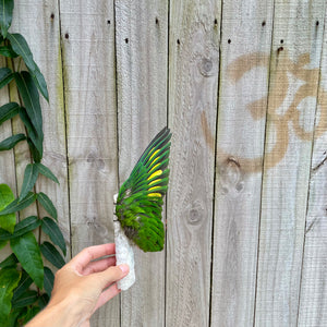 Rainbow Lorikeet Wing on White Coral Smudge Wand